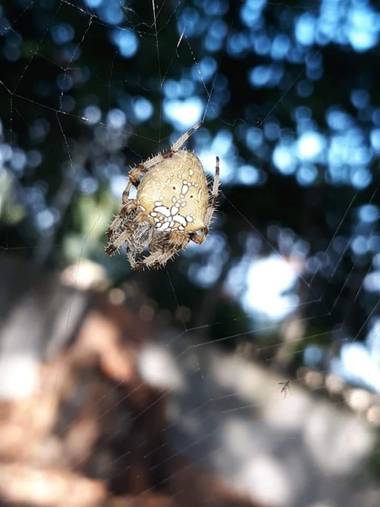 Assiaft en Hamelin: Fauna, #araña #aracnidos #fotografia #zoom #macrocaptures #macrophotos #macroshot #perfecshot #macrophoto2020 