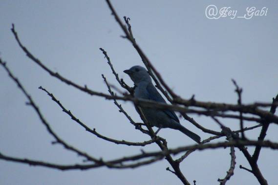 𝑯𝒆𝒚_𝑮𝒂𝒃𝒊 en Hamelin: Fauna, Thraupis episcopus (Linnaeus, 1766), #fauna #TangaraAzuleja #photographypaisaje 