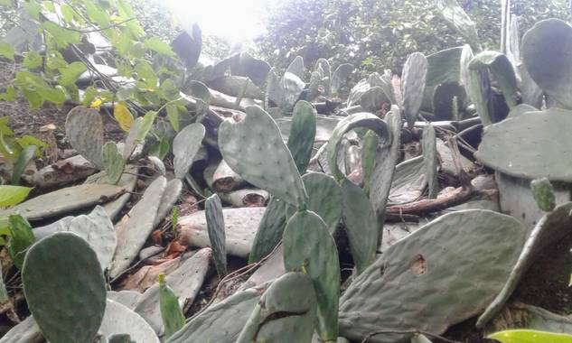 Antoniobarrozoh en Hamelin: Flora, Opuntia ficus-indica, Tunal