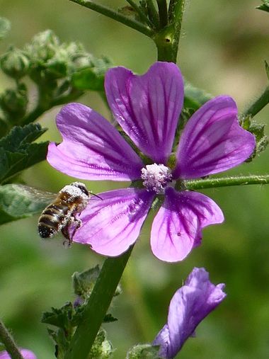 silvia_0664 en Hamelin: Fauna  (Lower Empordà), #platjadaro 