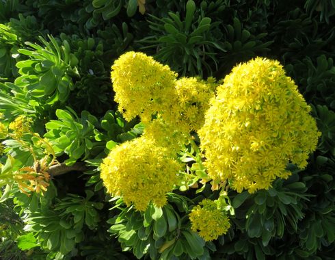 Solerantonio2 en Hamelin: Flora  (Níjar), Aeonium arboreum, Planta