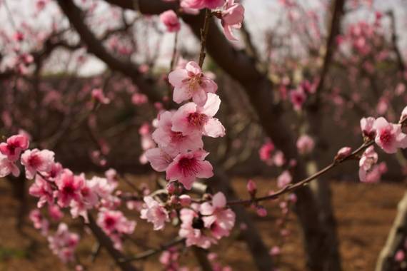 Arenesraquel en Hamelin: Flora, Prunus persica, #hamelin #naturaleza #flor