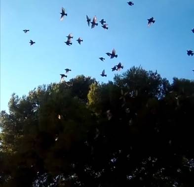 VickyOnTheRocks en Hamelin: Fauna  (Liria), #aves #pajaros #desdecasa #mispinos #mijardin #arboles #vida #maravilloso #sweethome 