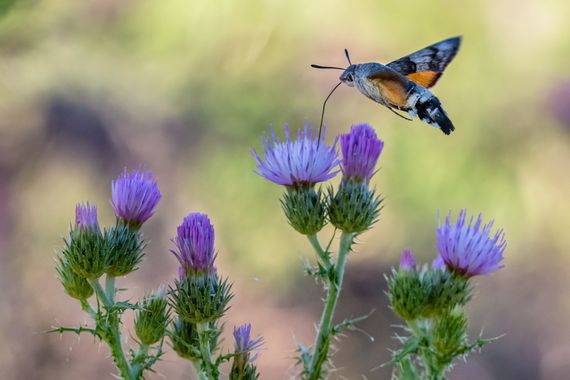Dracaena.photo en Hamelin: Fauna  (Fuente de Piedra), Polilla esfinge colibrí (Macroglossum stellatarum) libando de los cardos (Carduus tenuiflorus).

#nat...