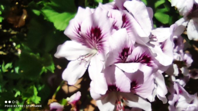 STEPHANIE 📸 en Hamelin: Flora, .
.
.
.
.
#naturephotography #naturelovers #naturelover #instanature #nature_perfection #natureza #mothernature #naturegra...