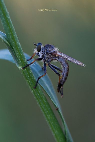 isidorogomez53 en Hamelin: Fauna  (Castellbisbal), Asilidae, Una mosca asesina, asi las llaman por aqui.

#apfb
#macro 
#insectosdeespaña 
#insectosdecatal...