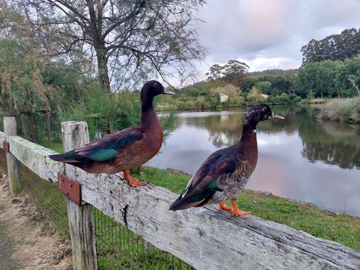 Mpinfante en Hamelin: Paisaje, Patos posados y, de paso, posando 😚🌾🤎