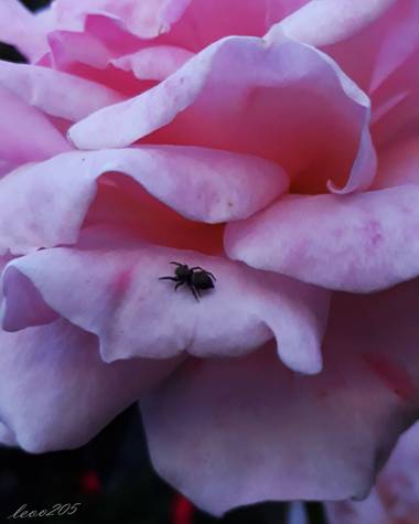 leoø205 en Hamelin: Flora, IG: leoo205ph

#nature #spider #photography #argentina #fotografia #flower
