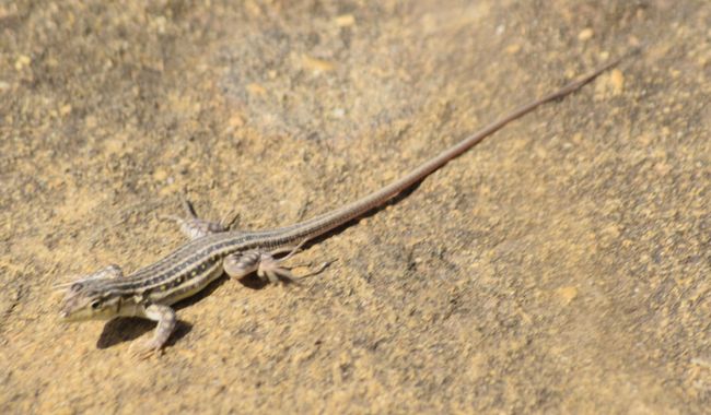 Solerantonio2 en Hamelin: Fauna  (Gádor), Reptil