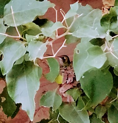 GrachuV. en Hamelin: Fauna  (Santa Fe), Colibrí en su nidito,dándole calor a sus pichoncitos,una ternura,que maravillosa que es la naturaleza no deja de so...