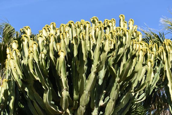 Solerantonio2 en Hamelin: Flora  (Níjar), Euphorbia murielii, Cactus