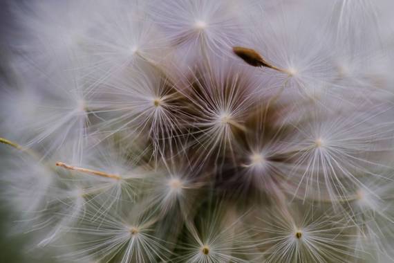 AneruY en Hamelin: Flora  (El Sauzal), #flora21 