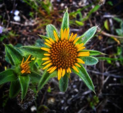 Naomi en Hamelin: Flora  (Barcelona), Pallenis spinosa, 🌼 #flora21 