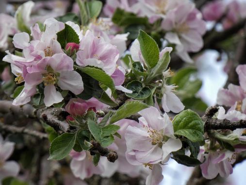 mariale en Hamelin: Flora  (Cabrillanes), 📸 #marialemdza #CumpleHamelin
#primavera2022 #spring2022 #flores #flowers #flower #flor #ProvinciaDeLeón #Babia ...
