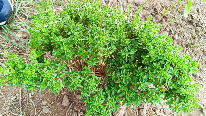 fernandezboix en Hamelin: Flora, #plantas
