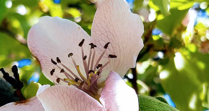 Jvizper en Hamelin: Flora, Cydonia oblonga, #flora21 