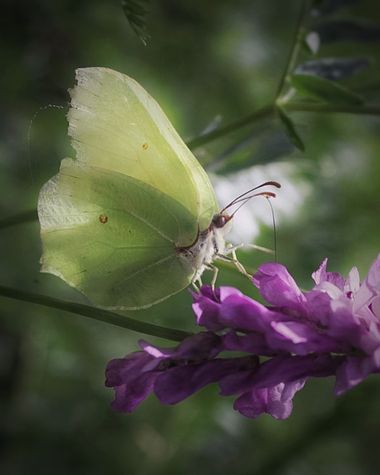 Luiggi73 en Hamelin: Fauna  (Carrocera), #gonepteryxrhamni#butterflies#limonera#fiftyshades_of_macro#fiftyshades_of_nature#macro_captures_#macrophotography...