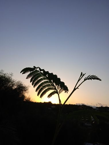 V.G en Hamelin: Flora, #atardecer#hoja#sol