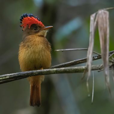 Ignicapillus en Hamelin: Fauna  (Iporanga), Onychorhynchus swainsoni (Pelzeln, 1858), Mosquero real atlántico

Cómo de oscuro tiene que estar un sitio para...