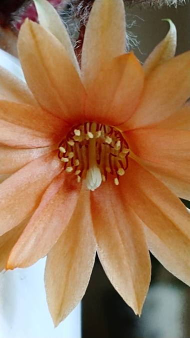 Raquelitacaceres1969 en Hamelin: Flora, Me inspira a amar cada día más la naturaleza...