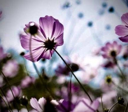 Sayurigion en Hamelin: Flora, Cosmos bipinnatus