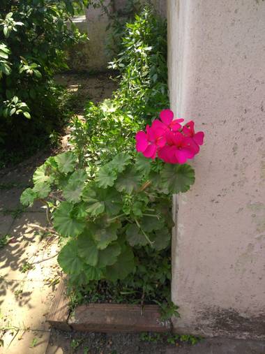 silesco1998 en Hamelin: Flora  (Bragado)
