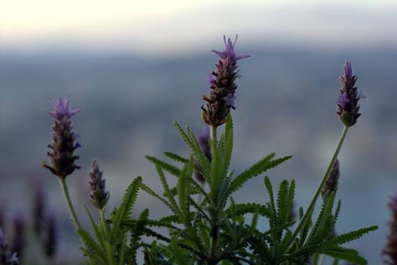 Naturalmente en Hamelin: Flora  (Calp), Lavandula dentata, Lavanda de Calpe. De fondo, el Peñón de Ifach. 

#flora21 #primavera #flor #spring
#calpe #alica...