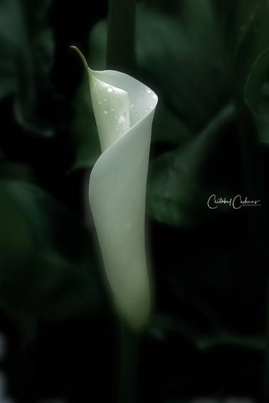 Cristobal.cadenas en Hamelin: Flora  (Badalona), #flora21 
#nature_captures 
#naturefoto 