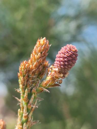 IreneRoldan en Hamelin: Flora  (Madrid), Pinus halepensis Mill., Brotes de primavera