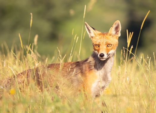 Adrianordierescarriles en Hamelin: Fauna  (Riaño), Vulpes vulpes (Linnaeus, 1758), Bajo el sol del medio día, uno de los mayores oportunistas de nuestra fa...