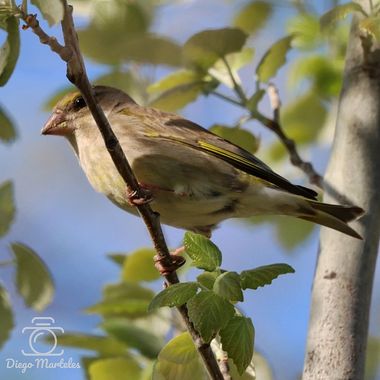 Diego en Hamelin: Fauna  (Zaragoza), Chloris chloris (Linnaeus, 1758), #verderon #verderoncomun #chlorischloris #aves #riberadelebro #zaragoza #canon 