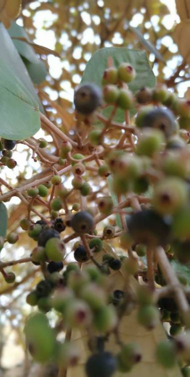 lywcava en Hamelin: Flora 