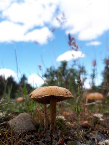 Reich  en Hamelin: Observación  (Aldeire), #flora21 