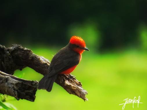 Jufer522 en Hamelin: Fauna, Una especie hermosa, que resalta su hermoso color rojo en su abdomen y su color negro intenso en su lomo.
#pajaros #faunacolom...