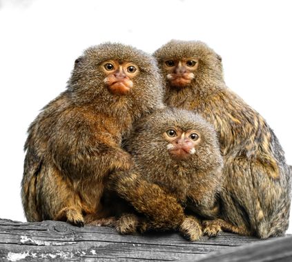 Eritz.cortazar en Hamelin: Fauna, Cebuella pygmaea es una especie de primate platirrino de la familia Callitrichidae.​ Es conocido como tití pigmeo, chich...
