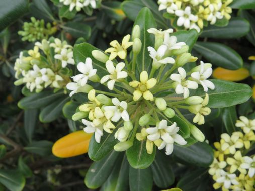 Solerantonio2 en Hamelin: Flora  (Almería), Pittosporum tobira, Planta