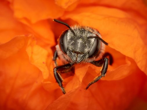 Antonio Jesús Palma Aranda en Hamelin: Fauna  (Lora del Río), Abeja (sin id)

➡️ Desliza para ver otra foto

📷 OM System OM-1
🔵 M.Zuiko 60mm Macro
💡 God...