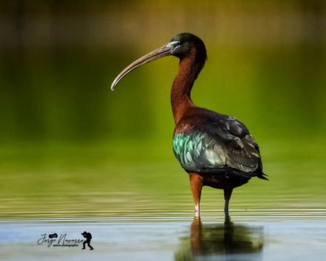 Jorge en Hamelin: Fauna  (Picón), Plegadis falcinellus (Linnaeus, 1766), #aves#avesdeespaña#fotosde aves