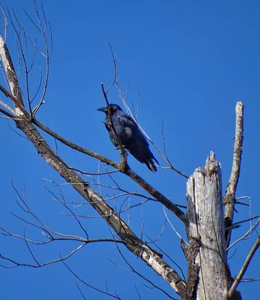 Mivilor68 en Hamelin: Fauna  (Villafranca del Bierzo), Corvus corone Linnaeus, 1758, #cuervo 