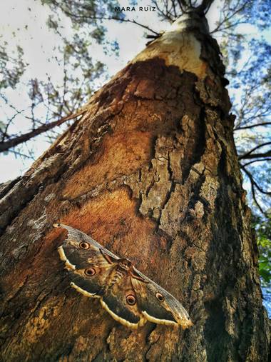 Mararuizasensio en Hamelin: Flora  (Ojén), #tronco #arbol #corteza #flora21 #arboles #pino #camuflaje #fauna 