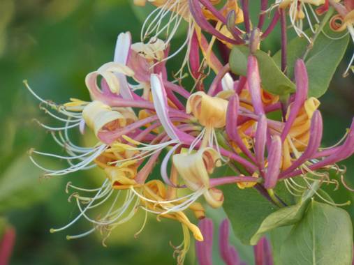 mariale en Hamelin: Flora, Lonicera etrusca, 📸 #marialemdza
Provincia de Zamora, primavera 2021.
#Naturaleza #flores #floressilvestres #BellezaNatural  #...