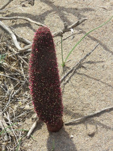 Solerantonio2 en Hamelin: Flora  (Almería), Cynomorium coccineum, Planta