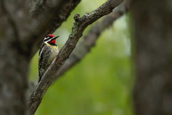 Ignicapillus en Hamelin: Fauna  (Aitkin County), Sphyrapicus varius (Linnaeus, 1766), Chupasavias norteño

Este es un pájaro carpintero migrador que pasa e...