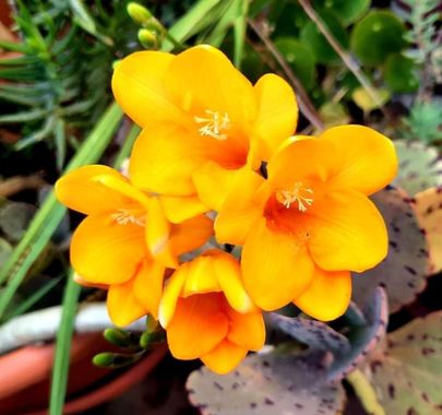 GrachuV. en Hamelin: Flora, Freesia refracta, 🥀🥀🥀🥀