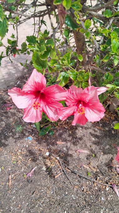 Solerantonio2 en Hamelin: Flora  (Cabo de Gata), Planta