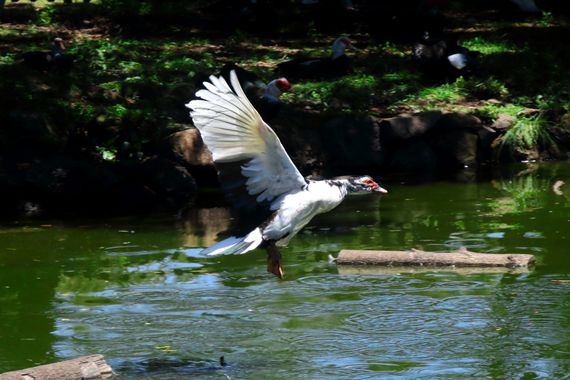 Maria Pérez Gómez en Hamelin: Fauna  (Barlovento), #aves #lagunadebarlovento #LaPalma #canaria #naturaleza