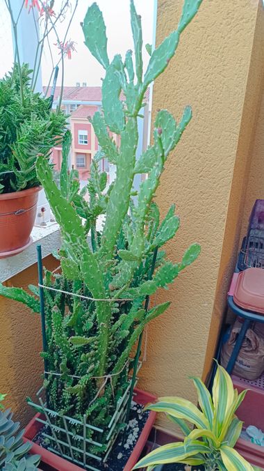 fernandezboix en Hamelin: Flora, Opuntia monacantha, #cactus 