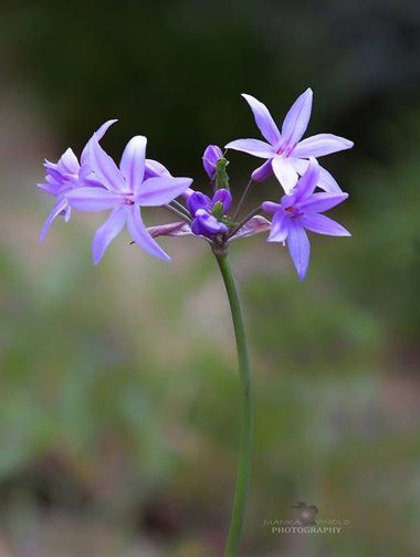 Juankafv en Hamelin: Flora  (Málaga), Tulbaghia violacea Harv., #flor #flores #flower #macro #macrofotografia #campo #salvaje #photography #fotografia #col...