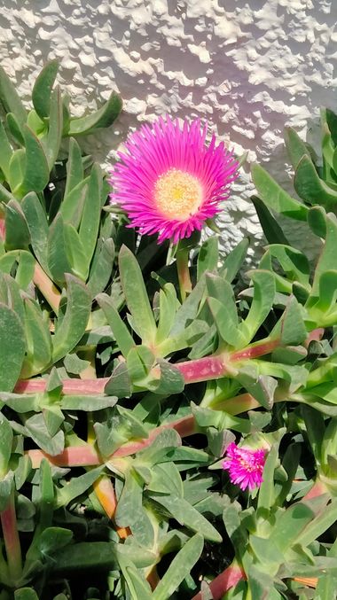 Solerantonio2 en Hamelin: Flora  (Cabo de Gata), Carpobrotus acinaciformis, Planta