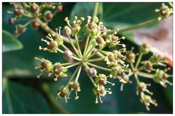 barbanegra707 en Hamelin: Flora  (Torre de Miguel Sesmero), #hiedra 